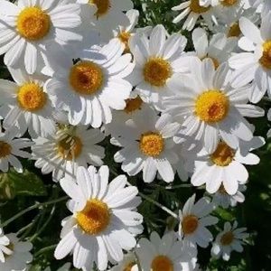 Meet your Posher, Dannielle